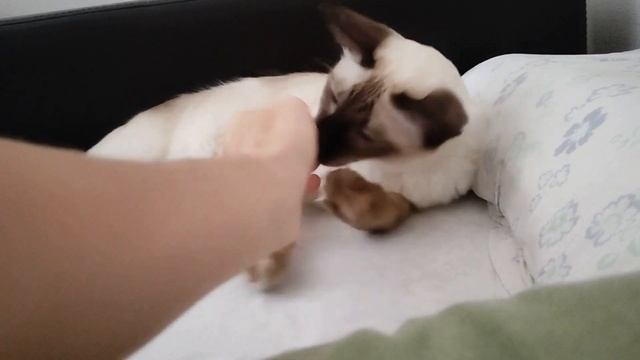 Balinese Cat смотреть онлайн