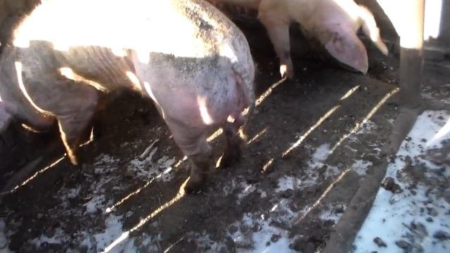 Что будет если пустить хряка на свиноматку не в охоте,как ведёт себя свинья с хряком .