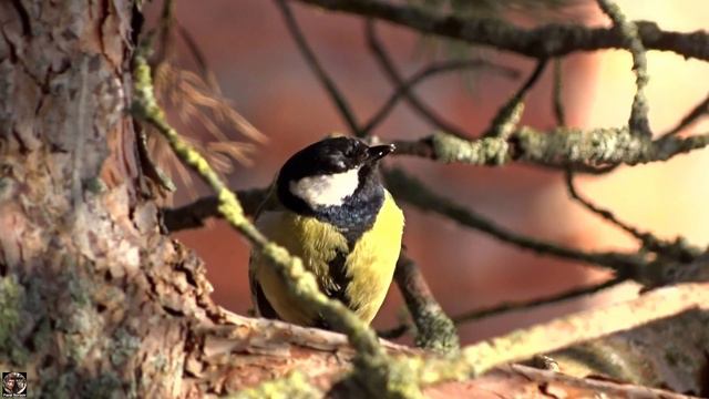 Большая синица ест семечки на ветке / Great tit eats grains on a branch #большаясиница #greattit смотреть онлайн