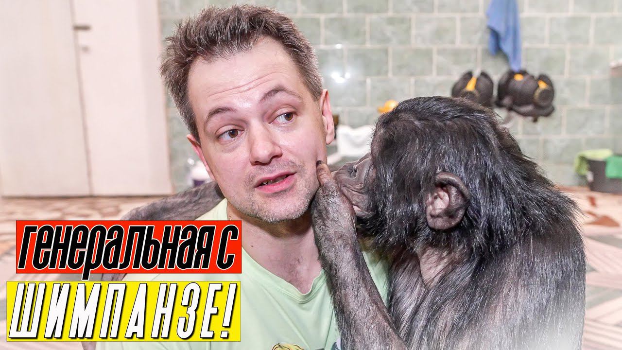 ГЕНЕРАЛЬНАЯ РЕПЕТИЦИЯ с ШИМПАНЗЕ в Караганде! Всё ли готово к премьере в цирке? смотреть онлайн