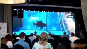 Белов А.С. «Чёрная форма Microgeophagus ramirezi. Некоторые аспекты разведения»