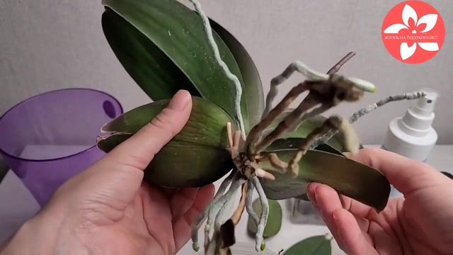 Размножение орхидей результаты в конце видео
