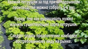 Выращивание петрушки. Как вырастить петрушку?