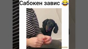 Сабокен завис