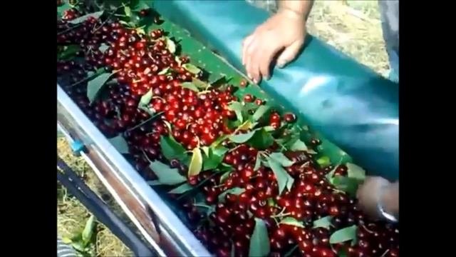 Сбор урожая черешни