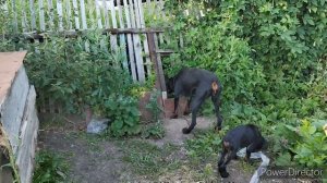 Уборка, отдых. Ночное помешательство Джека из за ёжика.