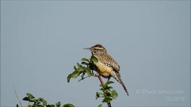 Cactus Wren (Campylorhynchus Brunneicapillus)