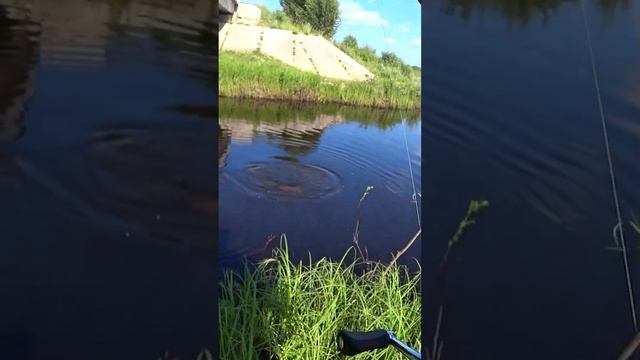 Мощная схватка РЫБАКА с ОГРОМНОЙ ТРОФЕЙНОЙ ЩУКОЙ. #shorts #рыбалка #fishing #рыба #щука