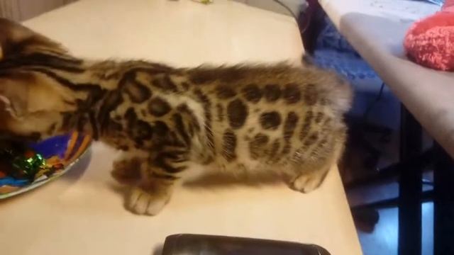 купить мини леопардика мальчик Золото бенгалов, питомник бенгальских кошек Екатеринбург, бенгальски