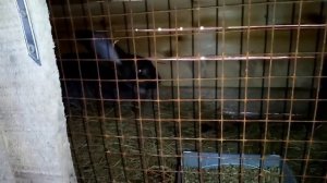 Почему крольчиха бросила крольчат?