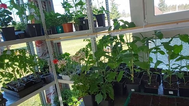 Арина- капустница! Сею капусту! Рассада на веранде! смотреть онлайн