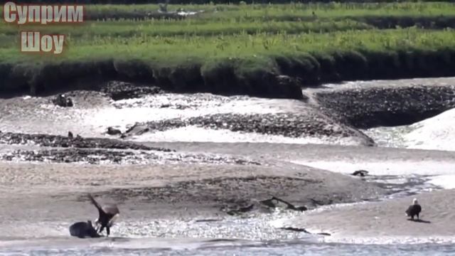 ОРЕЛ В ДЕЛЕ! Бесстрашный небесный Хищник нападает на Лисиц Зайцев Птиц Варанов и Шакалов смотреть онлайн