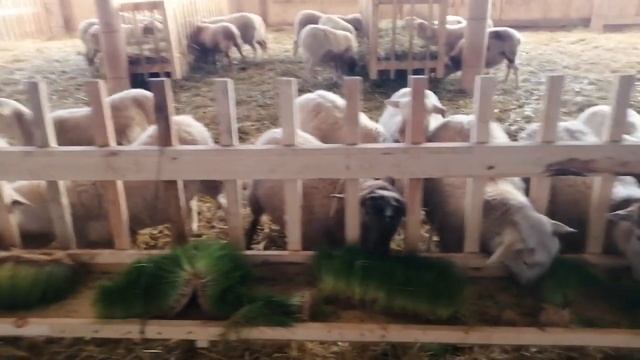 трава на гидропонике смотреть онлайн