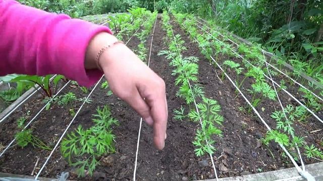 Золотые правила полива моркови смотреть онлайн