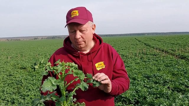 Увеличиваем прибыльность рапса и банка меда в подарок смотреть онлайн