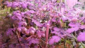 Обзор томатов "Чудо на окошке"