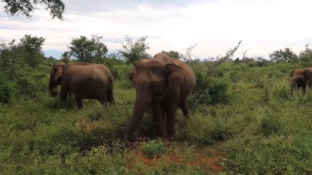 Udawalawe National Park - SriLanka смотреть онлайн