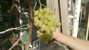 Виноград Бананас