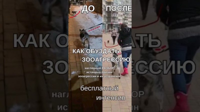 Как обуздать зооагрессию⚡️БЕСПЛАТНЫЙ ИНТЕНСИВ 15-18 апреля в 15.00 по Москве #shorts