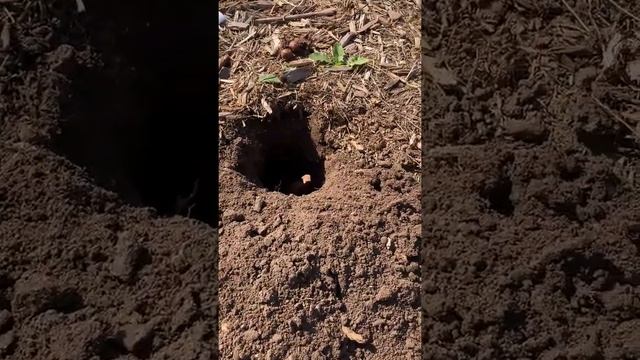 How to Plant Colchicum Bulbs смотреть онлайн