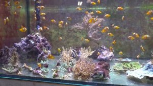 65,000 liter CORAL REEF TANK - *Private aquarium tour* - Zoo Rostock