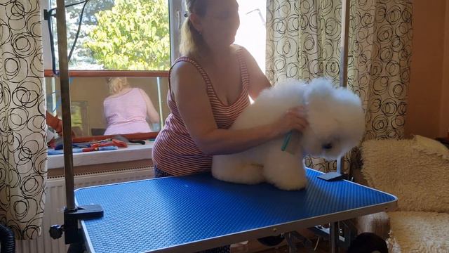 Урок 1: Подготовка к стрижке. Бишон Фризе #груминг_бишонфризе #Graff_BrightStarDog