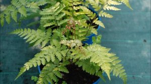 tuto jardinage: Athyrium niponicum Vidalii: photos de fleurs et de plantes vivaces