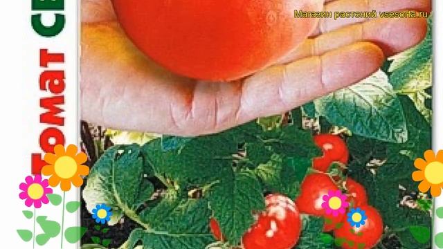 Томат Северянин. Краткий обзор, описание характеристик Solanum Lycopersicum Severianin