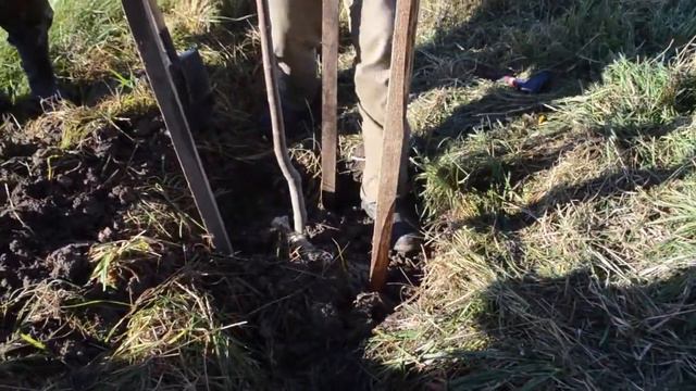 Как правильно посадить дерево