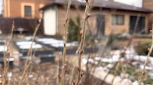 КАКИЕ РАСТЕНИЯ ПРОСЫПАЮТСЯ РАНЬШЕ ВСЕХ ВЕСНОЙ В НАШЕМ САДУ 🌼 И ДАЖЕ ЦВЕТУТ