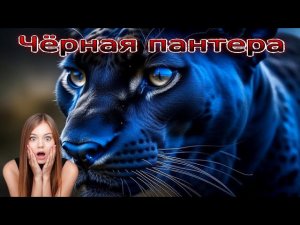 Интересные истории и факты про животных. Чёрная пантера.