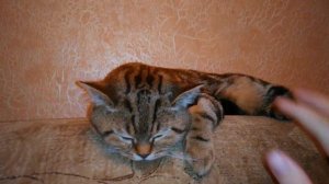 Это самый милый кот на планете!!
