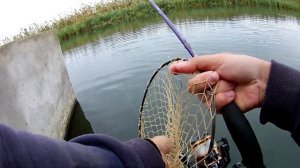 Надербанил карася на мормышинг, White Bait и сьемки под водой!