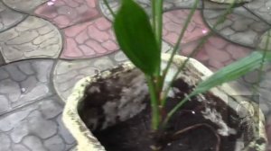 КОШКА ИСПОЛЬЗУЕТ ГОРШОК С ЦВЕТКОМ, КАК ТУАЛЕТ  ЧТО ДЕЛАТЬ?!