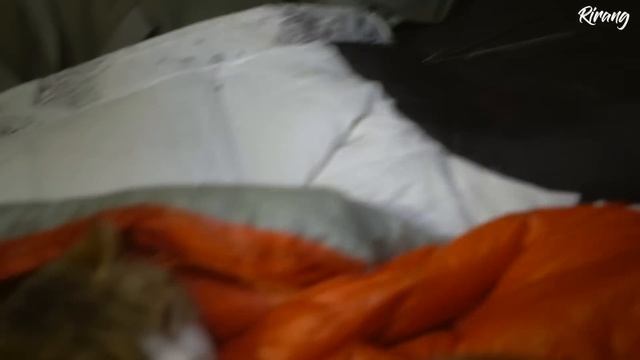 -15℃ 폭설 속 너무나 따스했던 겨울캠핑 (부제:고양이들과 침낭 같이쓰기) / 솔로캠핑 / 동계캠핑 / 고양이