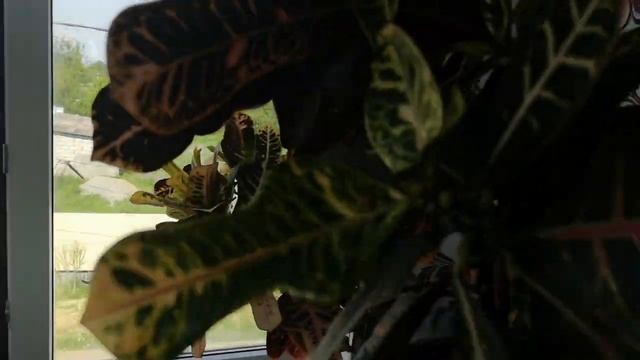 Мотивация на уборку балкона. Супер мотивация.  Комнатные цветы. __Валентина Земскова.