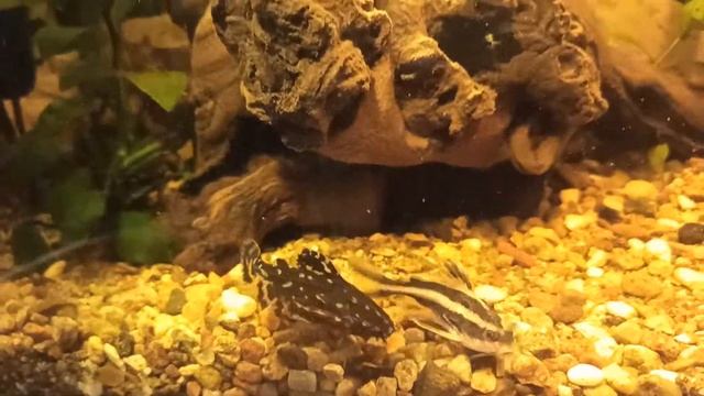 Платидорас и Агамикс смотреть онлайн