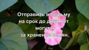 Сколько кустов ипомеи трехцветной можно сажать на даче, чтобы не получить штраф или срок до 8-ми ле