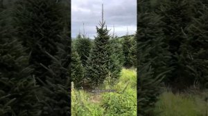 Пихта Фразера. Шотландия #елка #елки #tree #trees