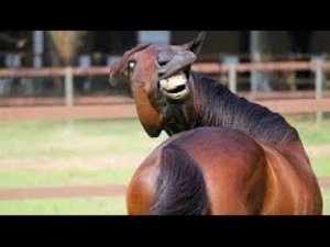 Смешные животные ?? - Жизнь забавных домашних и диких животных