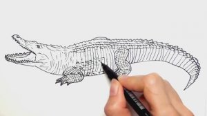 Рисование и раскраска крокодила - научитесь рисовать раскраски диких животных для детей\\ Творчество