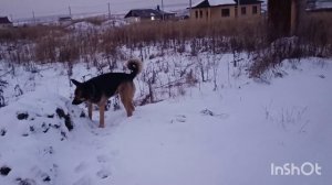 89) Интеллигентная СОБАКА ОВЧАРКА по Кличке Верба в Городе ПЕНЗА 14 Января 2023