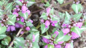 Яснотка пятнистая или крапчатая "Розеум" - зимостойкий и неприхотливый почвопокровный многолетник