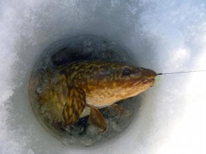 РЫБАЛКА НА НАЛИМА ЛУЧШАЯ СНАСТЬ НА НАЛИМА.mp4