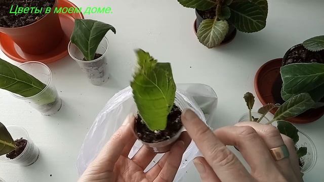 ГЛОКСИНИЯ.РАЗМНОЖЕНИЕ ЛИСТОМ