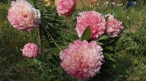 Салмон Глори