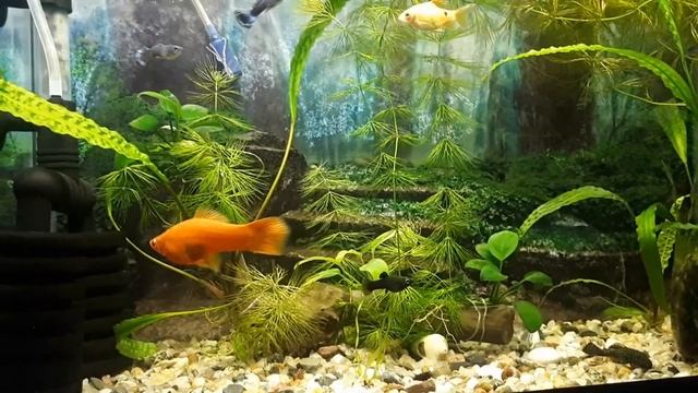 Гуппи Огненый Барбус и Молинезия смотреть онлайн