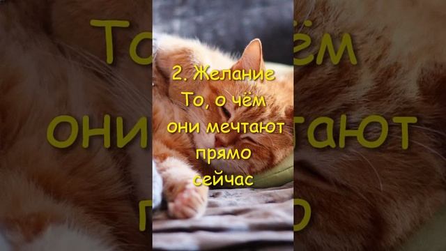 ЧТО СНИТСЯ КОТАМ? Подпишись, чтобы ничего не пропустить!