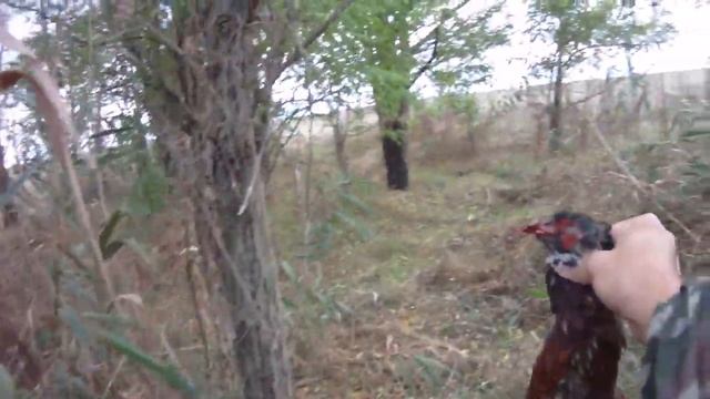 (Норма была взята). Охота на фазана 2016. Hunting for game birds - 2016.mp4