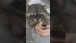 Чем кормить енота